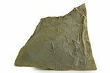 Fossil Bird (Avipeda) Track Plate - Green River Formation, Utah #352245-1